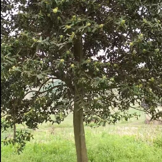 荆门有刺枸骨 枸骨树