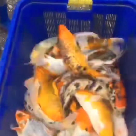 诸暨市红白三色锦鲤 皮毛好，颜色好，成活好！