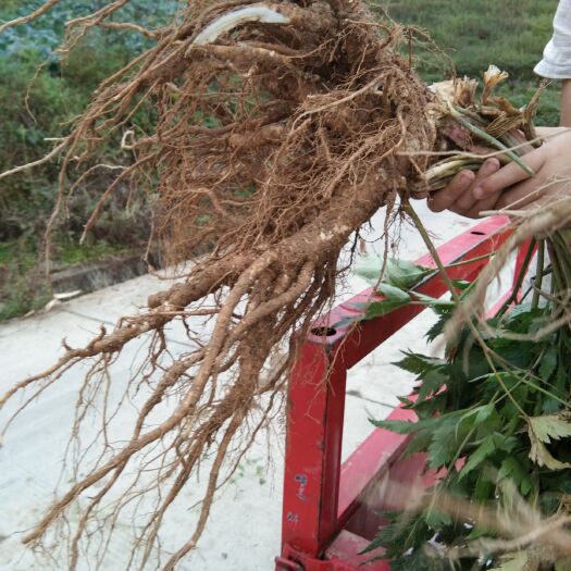 汉源县 当归，甜当归，品质好，购买。