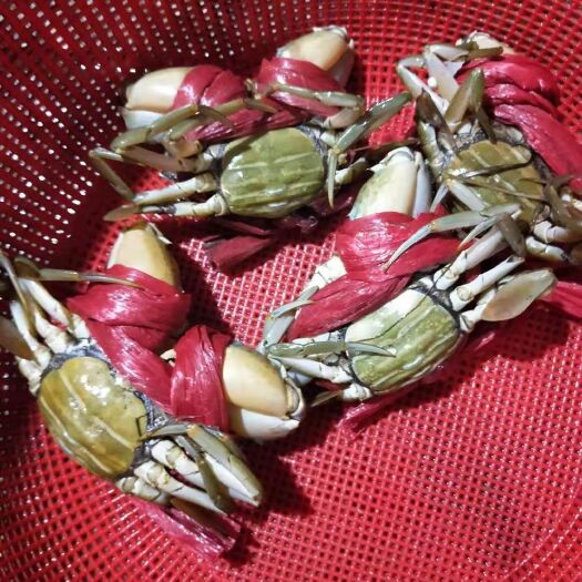 霞浦县青蟹 红鲟