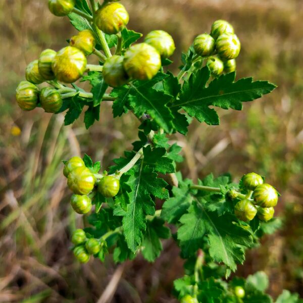 菊花茶  高山自然生长小菊花野生菊花一手货源批发零售