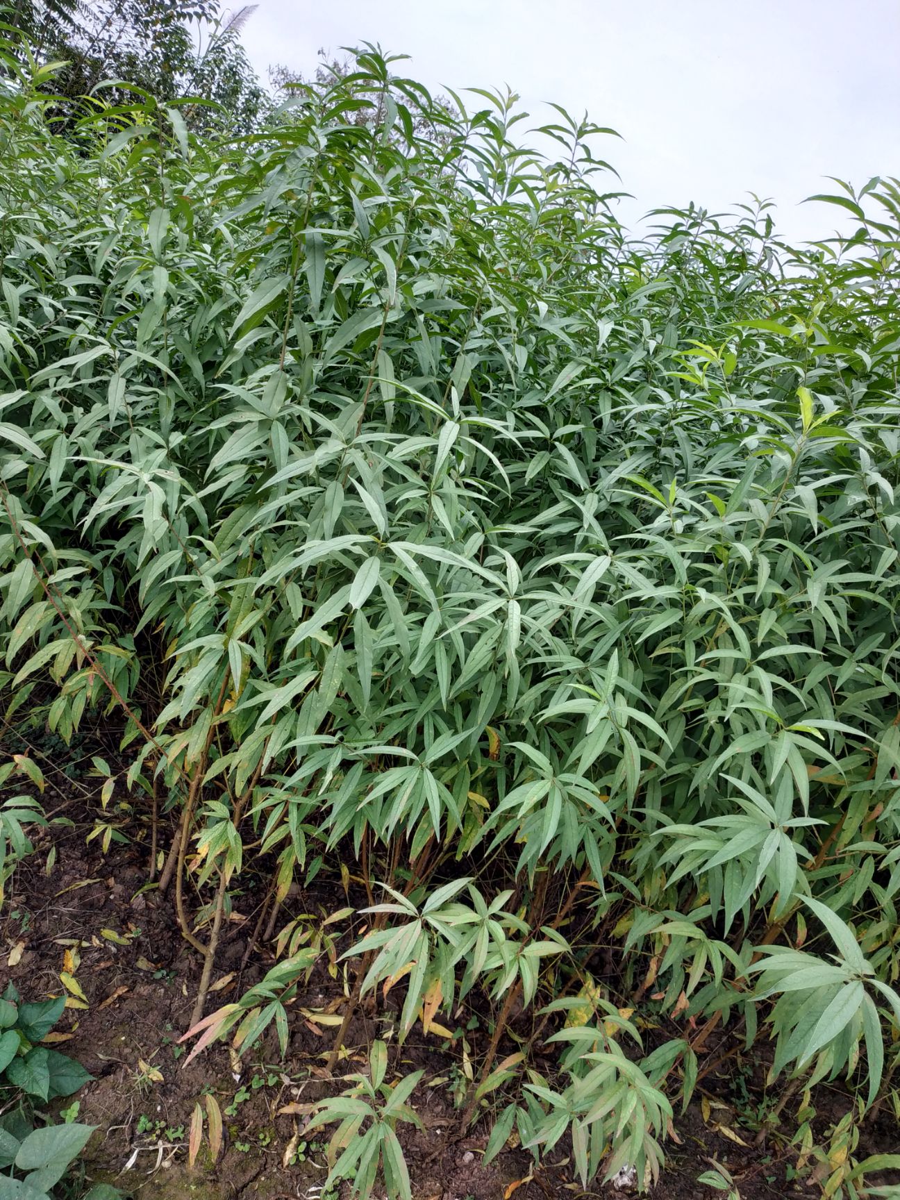 山毛桃樹(shù)苗  自家苗圃種植毛桃實(shí)生苗苗，大量出售中，提供種植