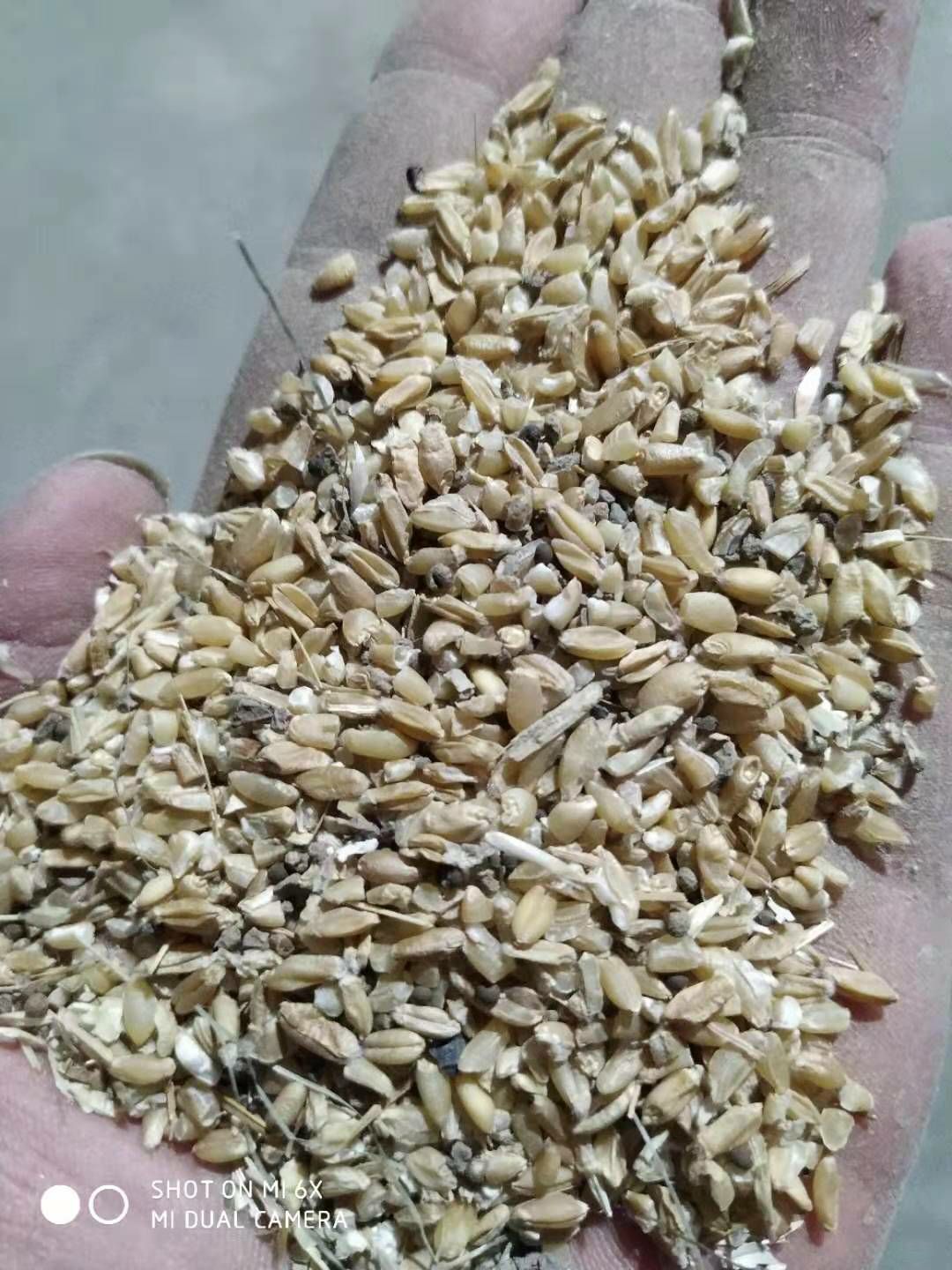 利辛县 碎小麦
