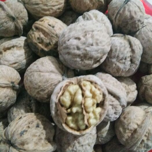 灵丘县 灵丘南山老树核桃