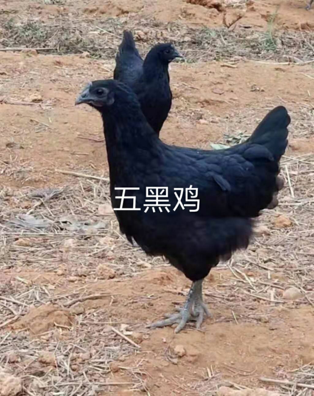  五黑鸡苗