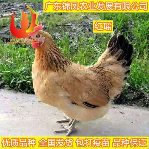 南宁红瑶鸡苗 统货