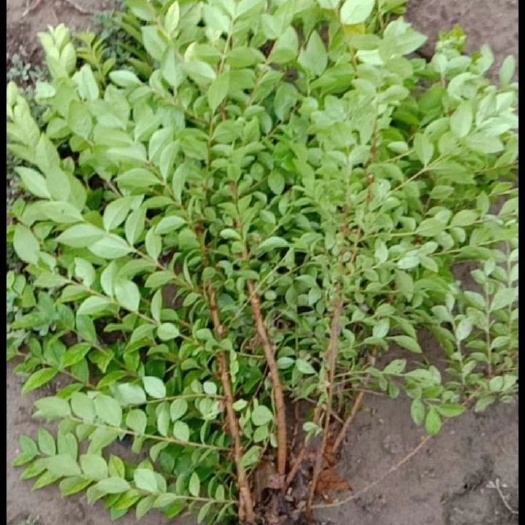 成武县 大叶女贞，红花，粉红花蔷薇杯苗，大量出售