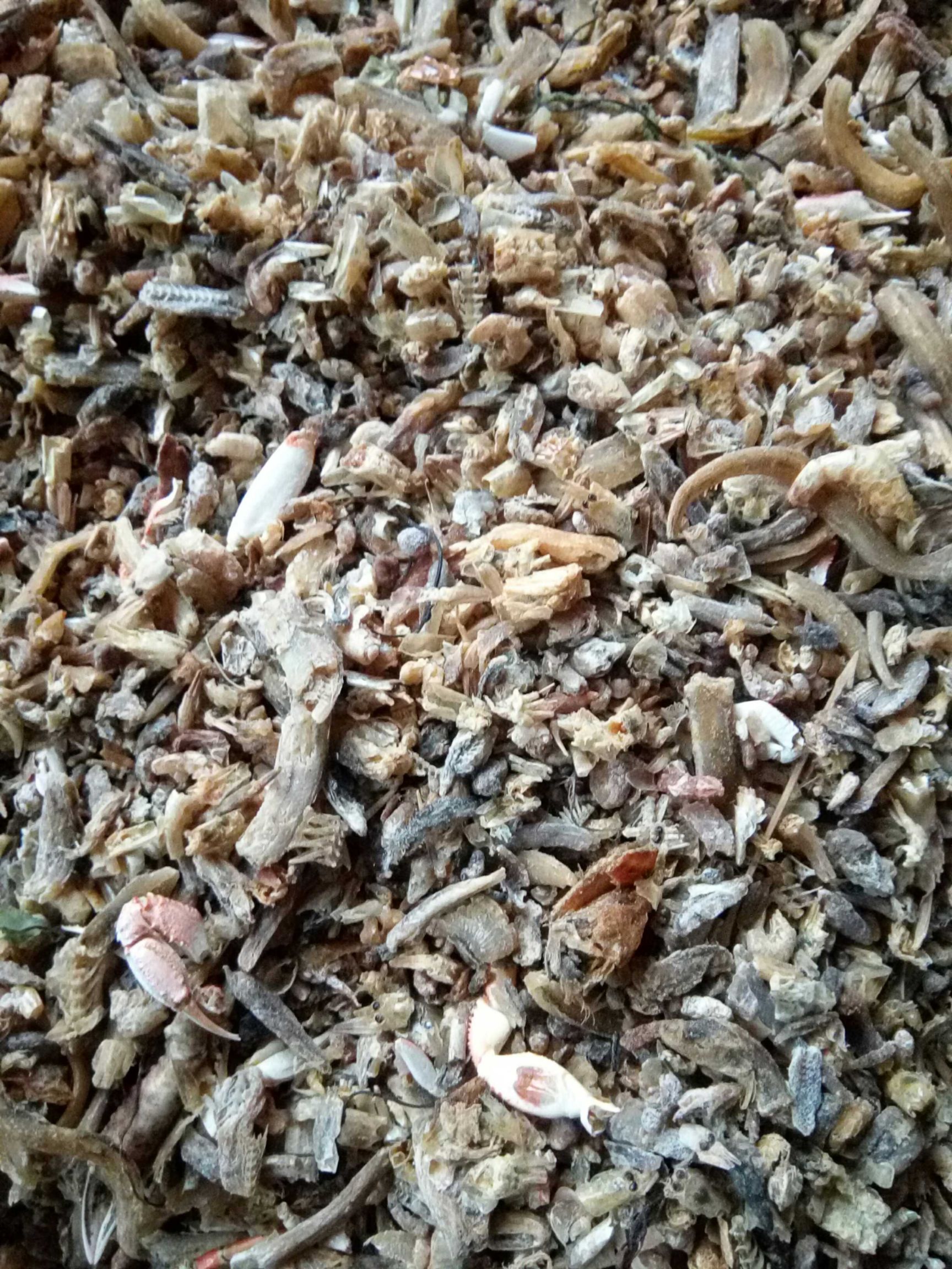饲料鱼干喂猪河北渤海湾新出水煮熟鱼喂螃蟹气味好价格低量大从优