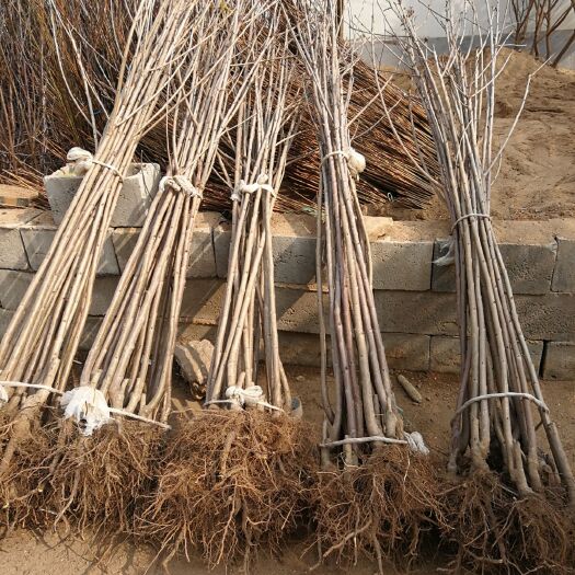 泰安俄罗斯8号樱桃苗 樱桃树苗品种 优质樱桃树苗培育
