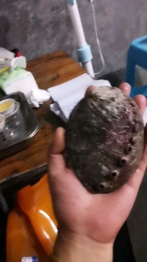 漳浦县黄金绿鲍壳鲍鱼壳