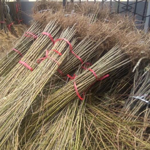 泰安山毛桃树苗 毛桃苗价格 山东桃苗基地