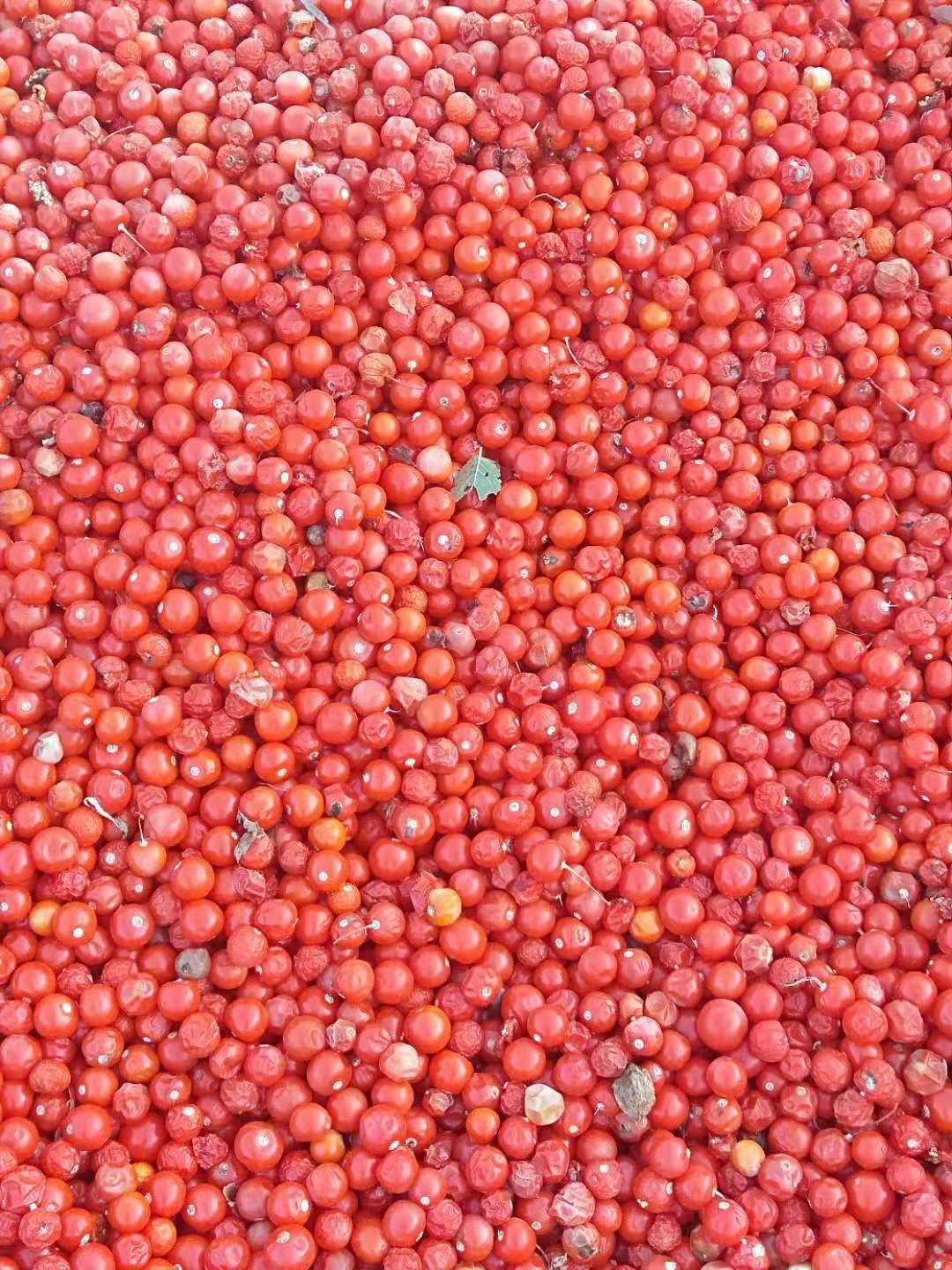 姑娘果  新鲜果出售