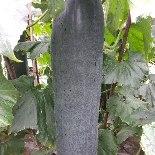 上林县 黑皮冬瓜
