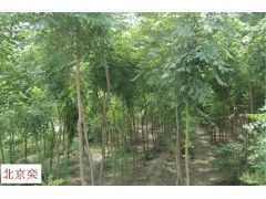 鲁山县 北京栾树大量供应