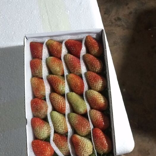 会泽县夏季草莓 今天要么保证质量