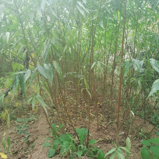 泰安山毛桃树苗  桃树苗山毛桃苗