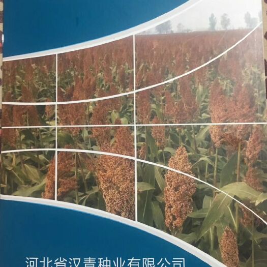 沧县高粱种子 河北汉青种业有限公司出售各积温带高粱品种！欢迎咨询！