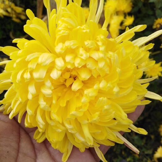 凯里市金丝菊