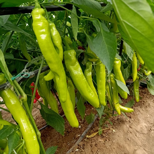 黄皮尖椒种子    耐运输 大棚露地均可种植  南北方均可