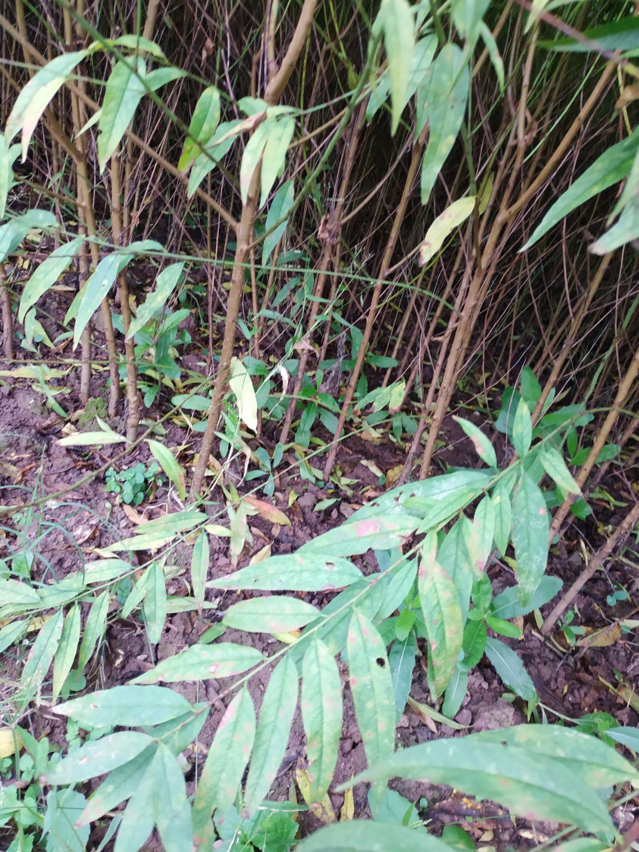 山毛桃樹(shù)苗  自家苗圃種植毛桃實(shí)生苗苗，大量出售中，提供種植