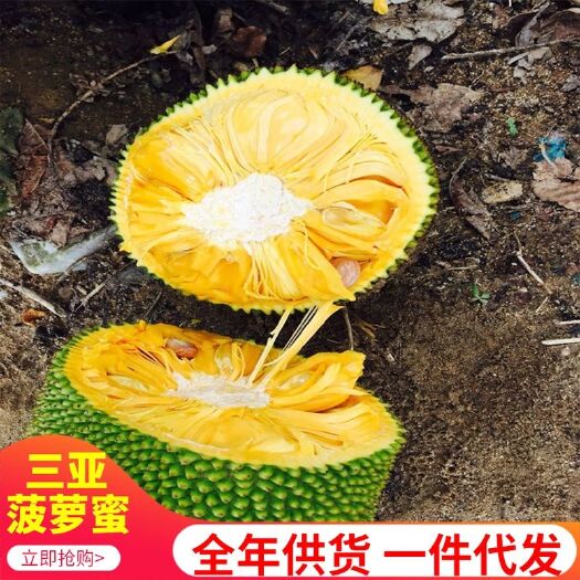 海口 全年供应海南三亚菠萝蜜应季水果新鲜现摘坏果包赔