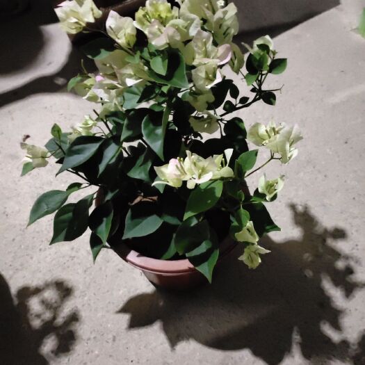 漳州小红袍