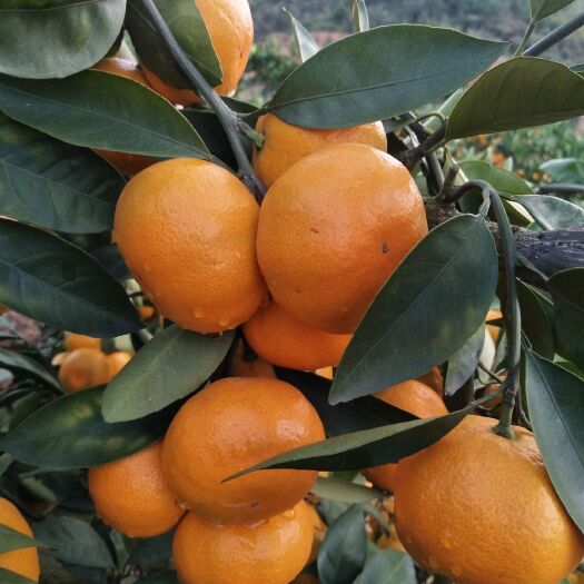 江永县迥峰蜜桔 普早蜜橘，6.0起步