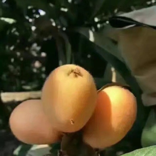 米易县 米易早中枇杷