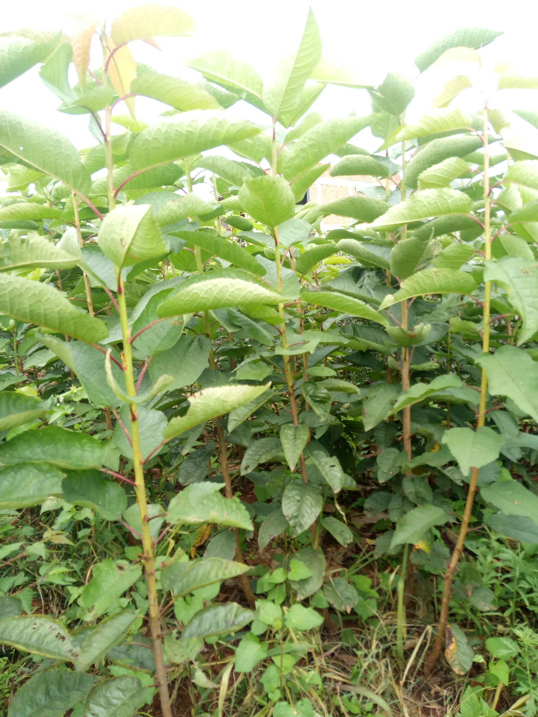 玛瑙红樱桃树苗