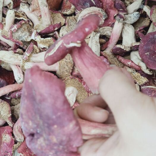  河南菇红菇