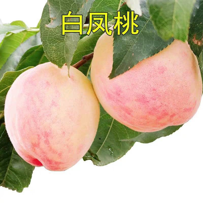 白凤桃苗 白凤桃 糖度高 口感好 量多优惠 包邮包物流