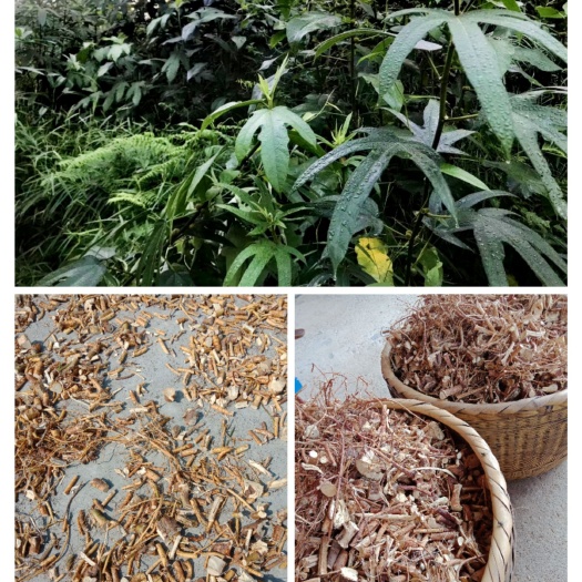 翁源县 五指毛桃统货切段，自然山无硫