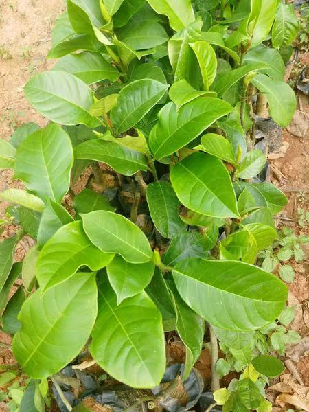灵山县榴莲蜜树苗 榴莲蜜苗树 新品种嫁接果树苗南方种植菠萝蜜苗四季水果树苗盆栽