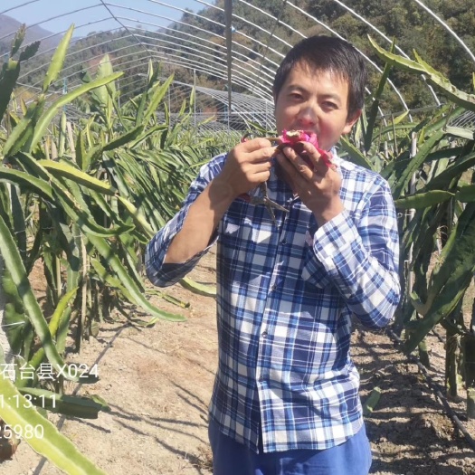 石台县红皮红肉火龙果苗  大量供火龙果苗，自粉金都一号，大红，人工受粉红水晶，紫水晶，