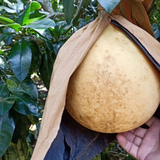 环江县红心柚 1.5斤以上