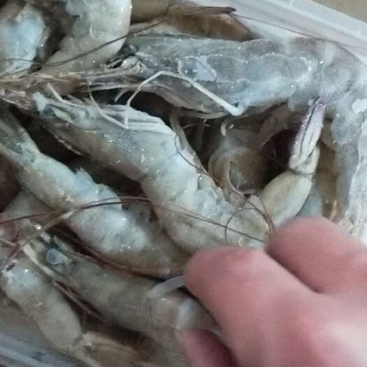 台山市冻南美白对虾 冰虾，冻虾价格只说净重。