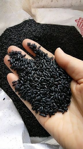 繁峙县黑米  黑香米23年新货一级颗粒饱满口感香糯8斤包邮