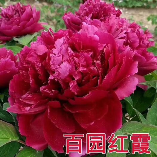 菏泽 观赏牡丹，千层牡丹苗五个枝条