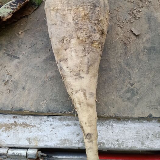 西宁 菊苣根大量出售鲜货价格低至白菜价有需要的厂家请联系