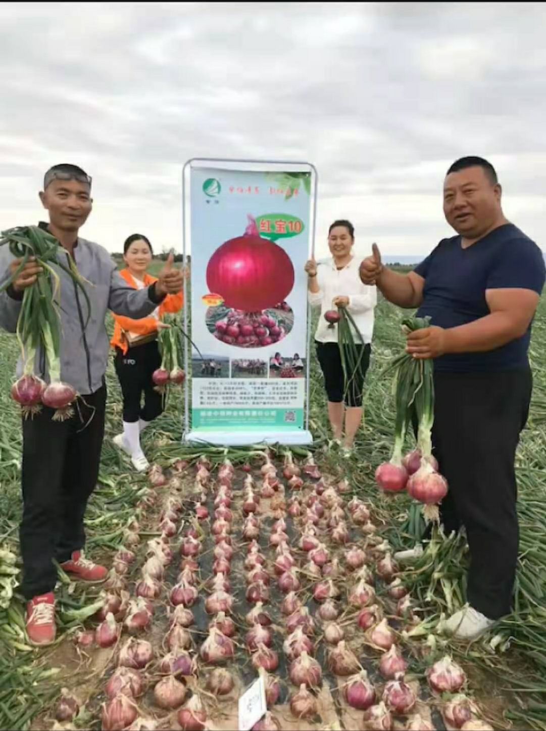 红皮洋葱种子 红宝10
