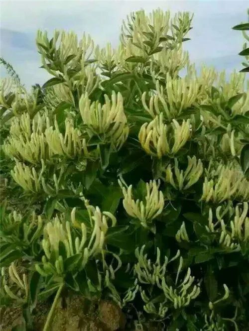 平邑县四季金银花苗