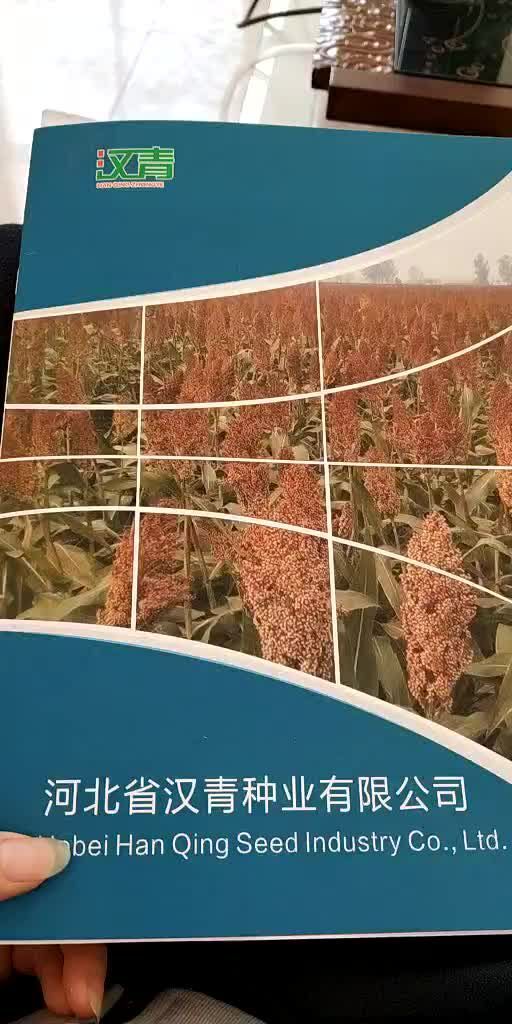 沧县红茅六号高粱种子 常规种 ≥99%