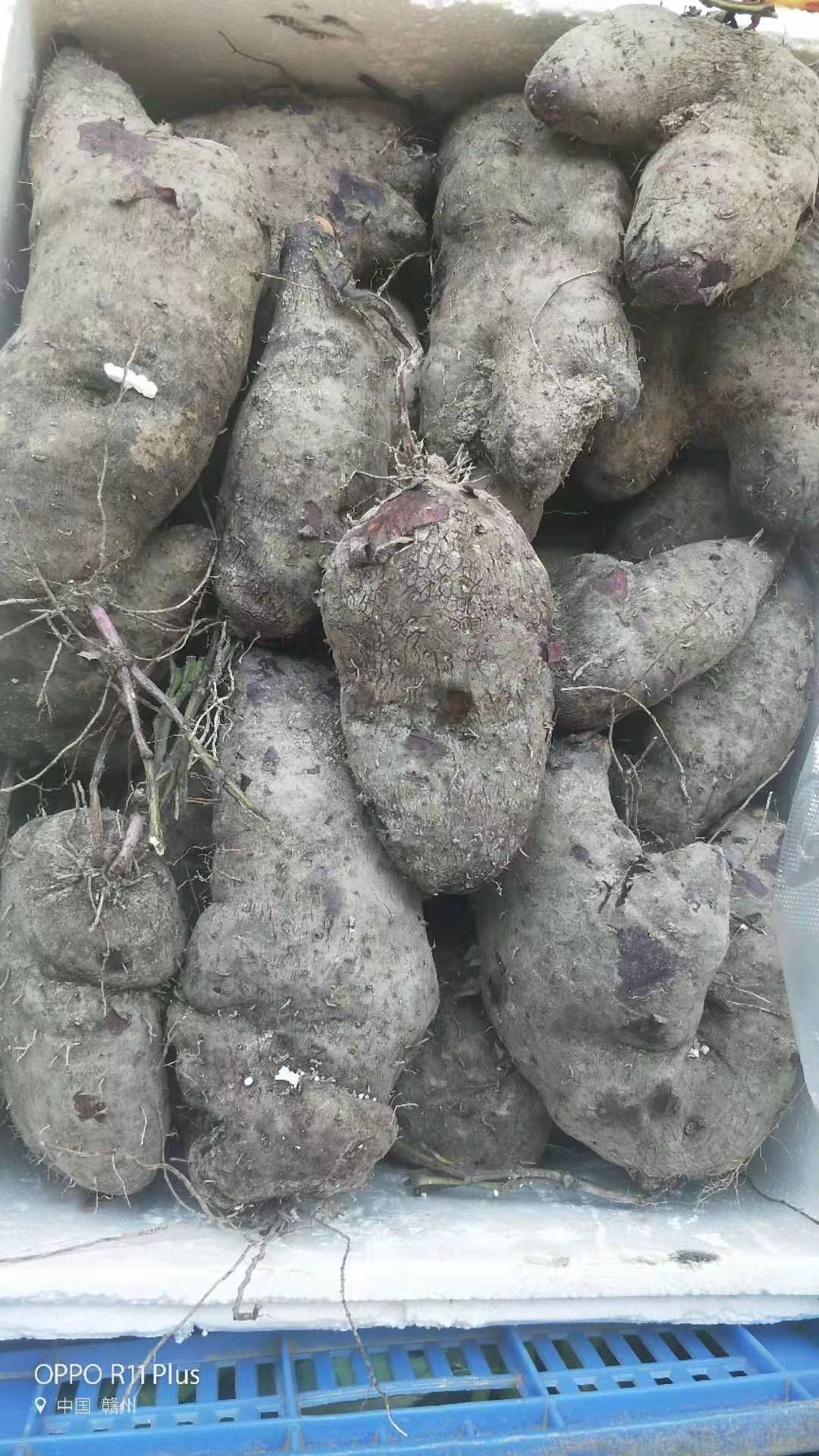 紫板薯 1斤以上