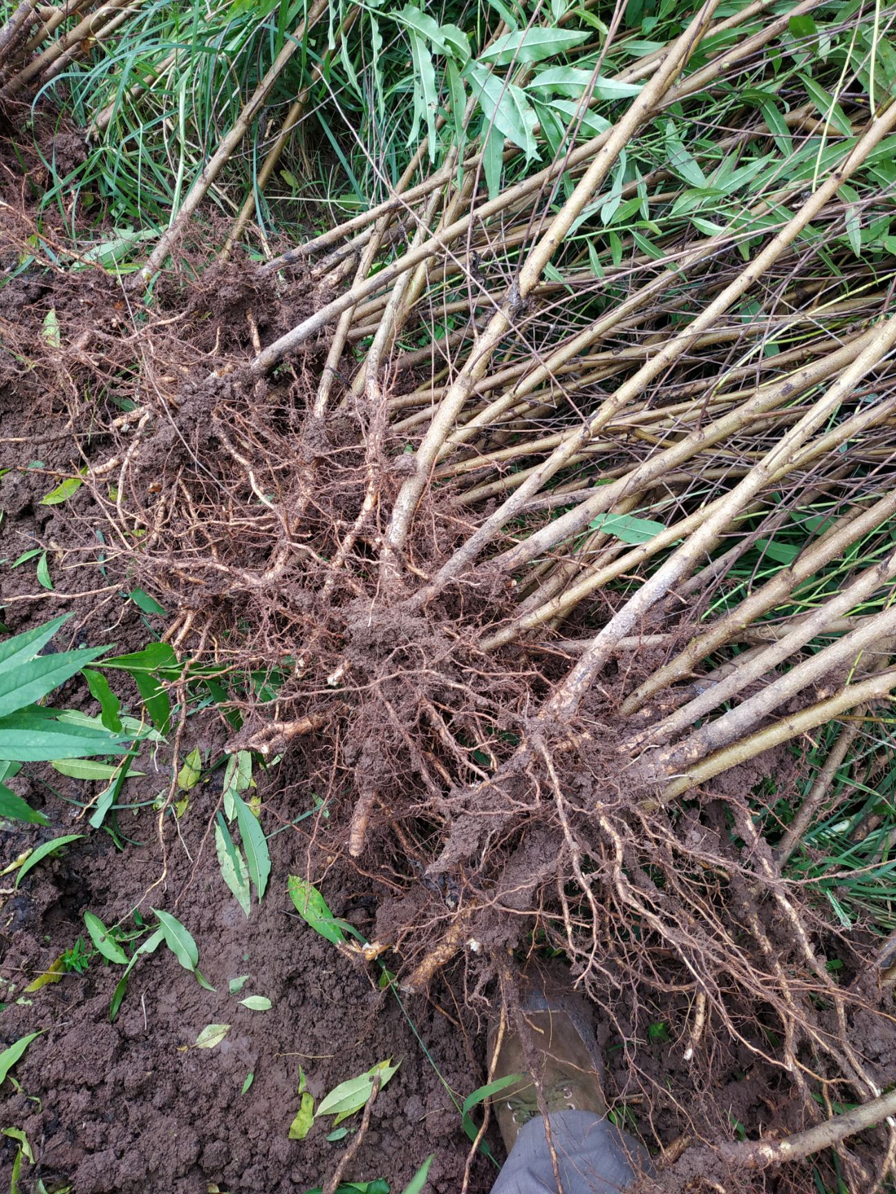 山毛桃樹(shù)苗  自家苗圃種植毛桃實(shí)生苗苗，大量出售中，提供種植