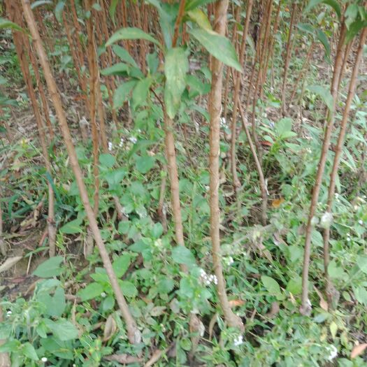 安顺蜂糖李树苗 蜂糖李果苗