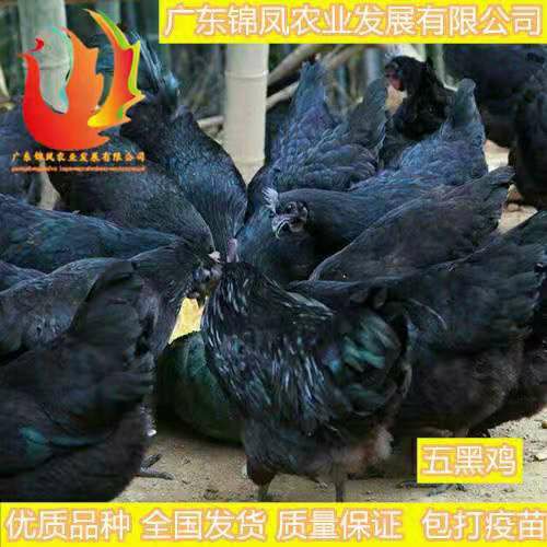  五黑鸡苗