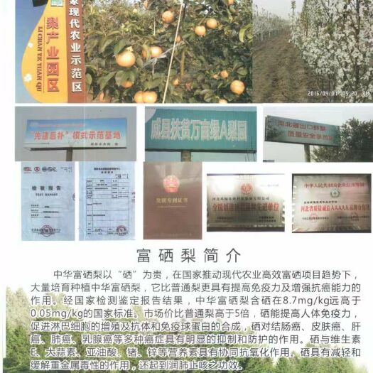 威县 中华高钙富硒梨