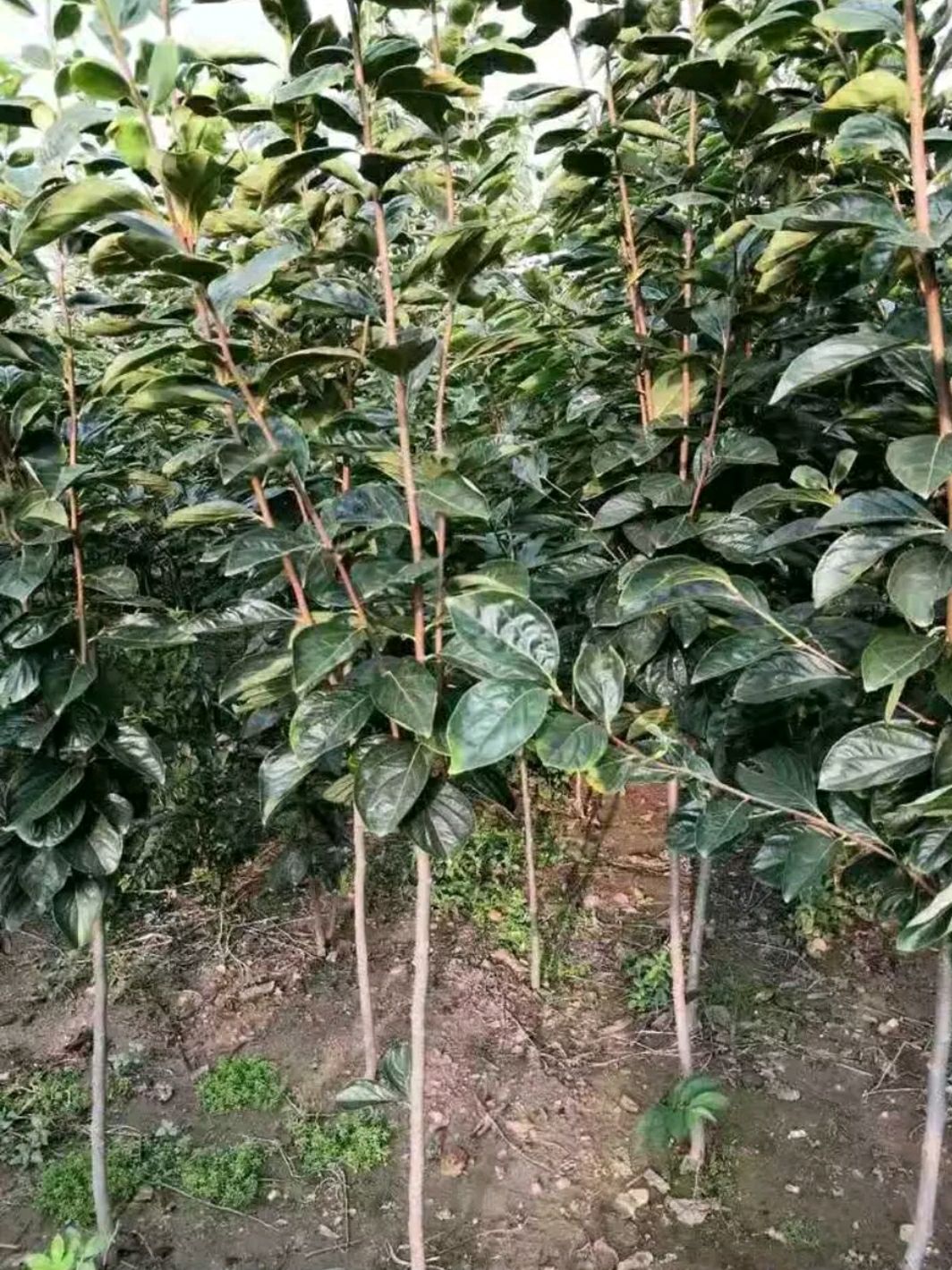 日本甜柿子苗 日本次郎甜柿苗,基地直供,自产自销,根系好,包成活