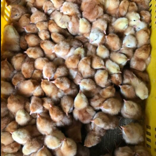 南宁 海兰褐壳蛋鸡，产蛋中的战斗机（母苗）
