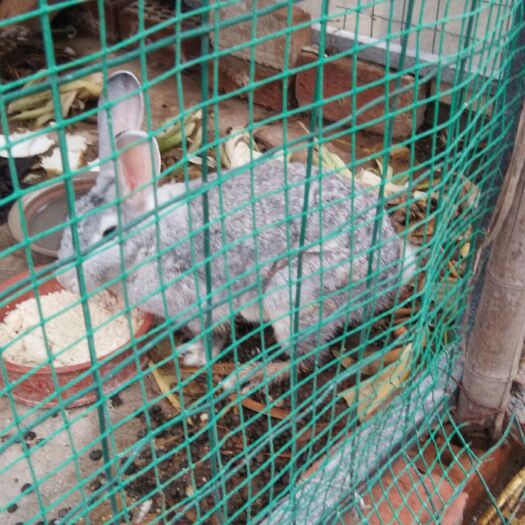 泗阳县青紫蓝兔 1斤以下